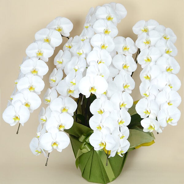 Phalaenopsis Orchid White 5 (65 or more)