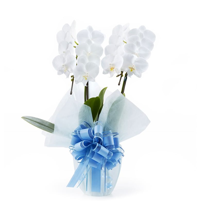 Midi Phalaenopsis Orchid White 2 (18 or more)