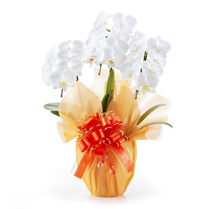 Midi Phalaenopsis Orchid White 3 (21 or more)