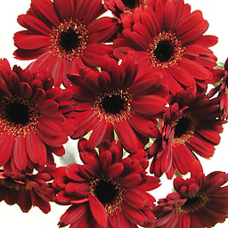 Bouquet of red gerberas