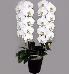 Phalaenopsis Orchid White Rocky Double