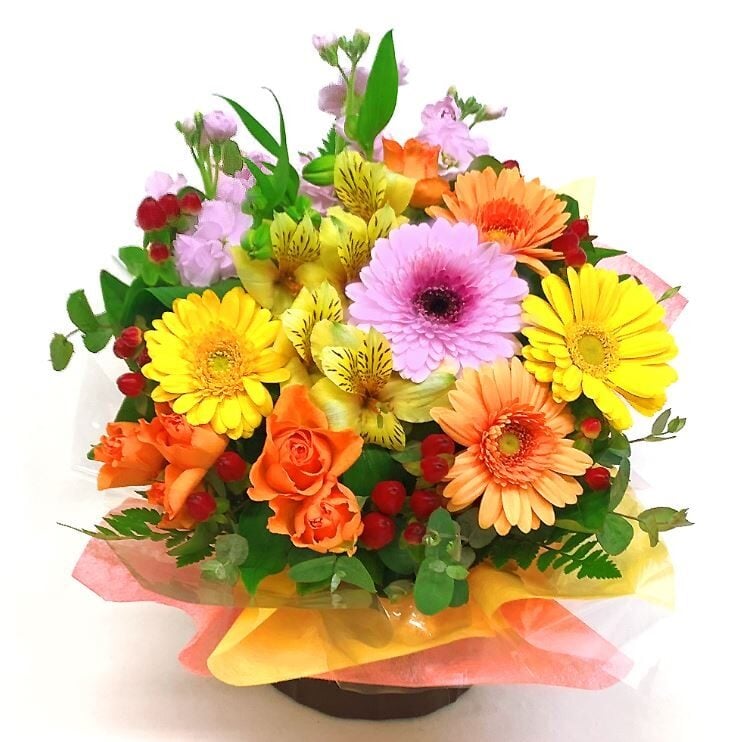 Omakase Arrangement / Cutie Premium