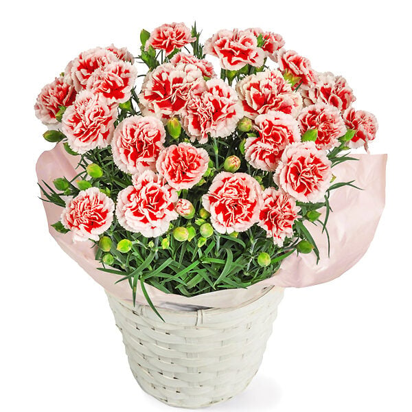 Carnation bowl, strawberry whipped cream