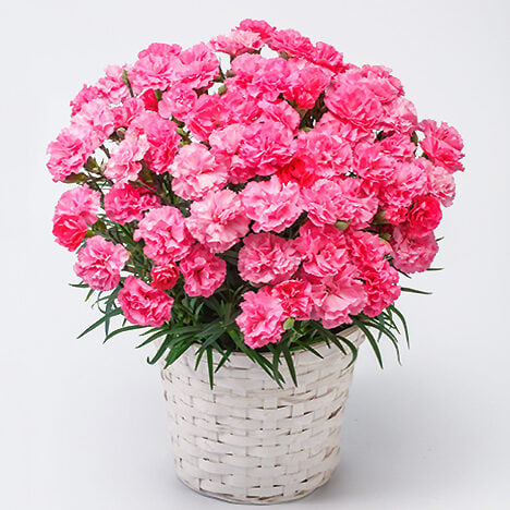 Carnation bowl, Sakura Monaka
