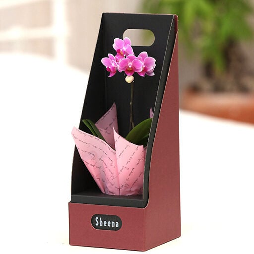 Entering micro Phalaenopsis Orchid BOX