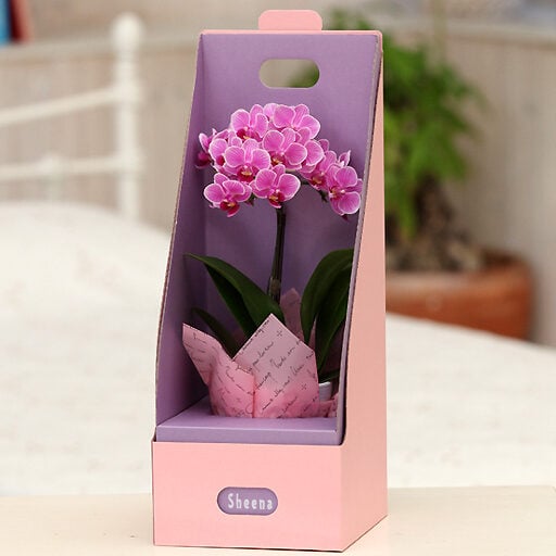 Table Phalaenopsis Orchid No. 3 1 stand