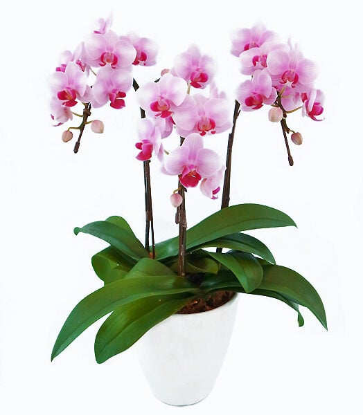 Table Phalaenopsis Orchid No. 5 3 stand