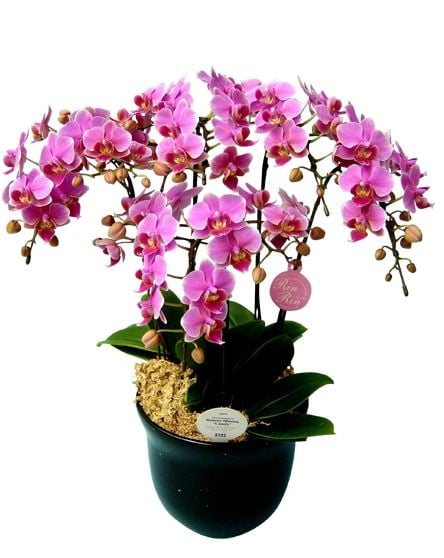 Midi Phalaenopsis Orchid No. 7 5 Stands