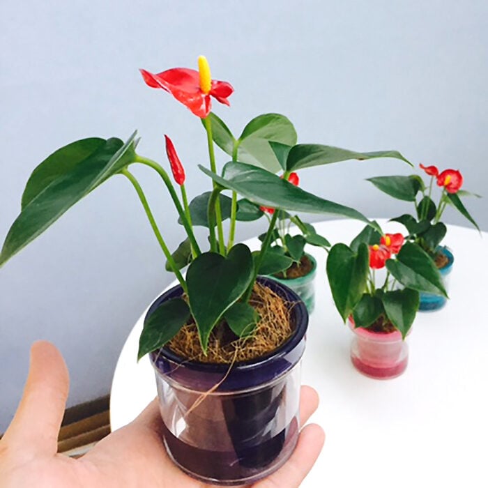 micro anthurium