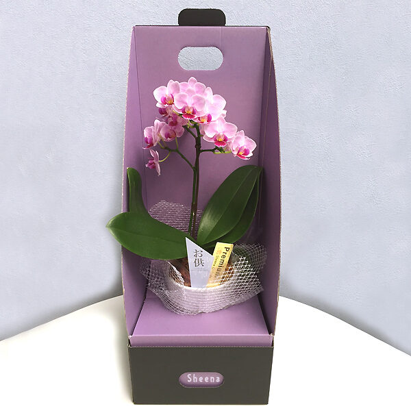 Table Phalaenopsis Orchid No. 3 No. 1 stand [offering specification]