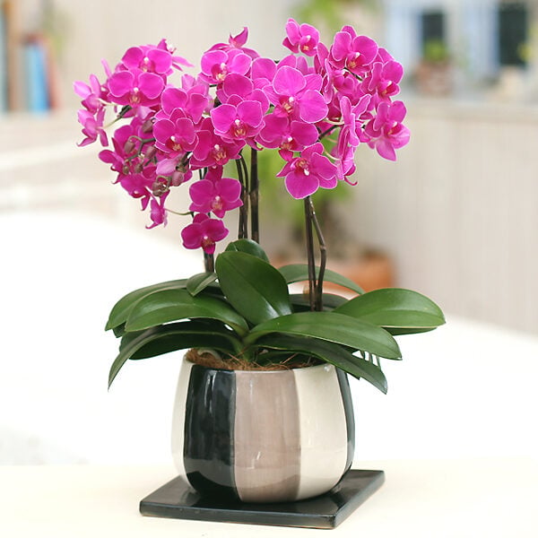 Midi Phalaenopsis Orchid Monotric Pot