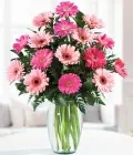 Daisy Cluster