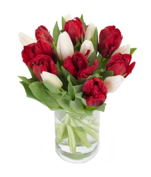 Red and white tulips (Basic)