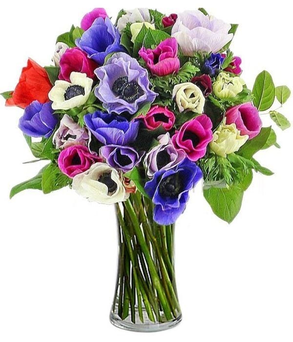 Send colorful anemones
