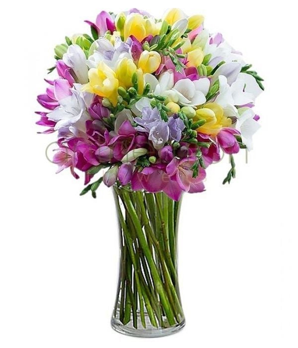 Send Colorful Freesias (Basic)