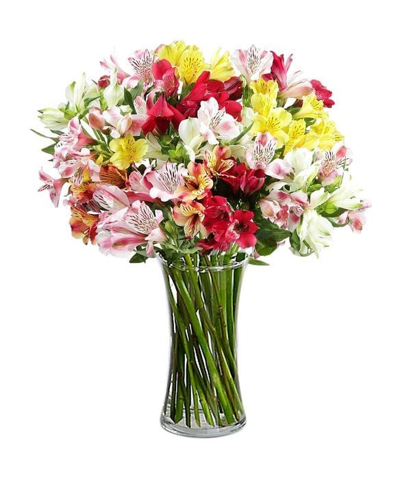 12 Colorful alstroemerias (Basic)
