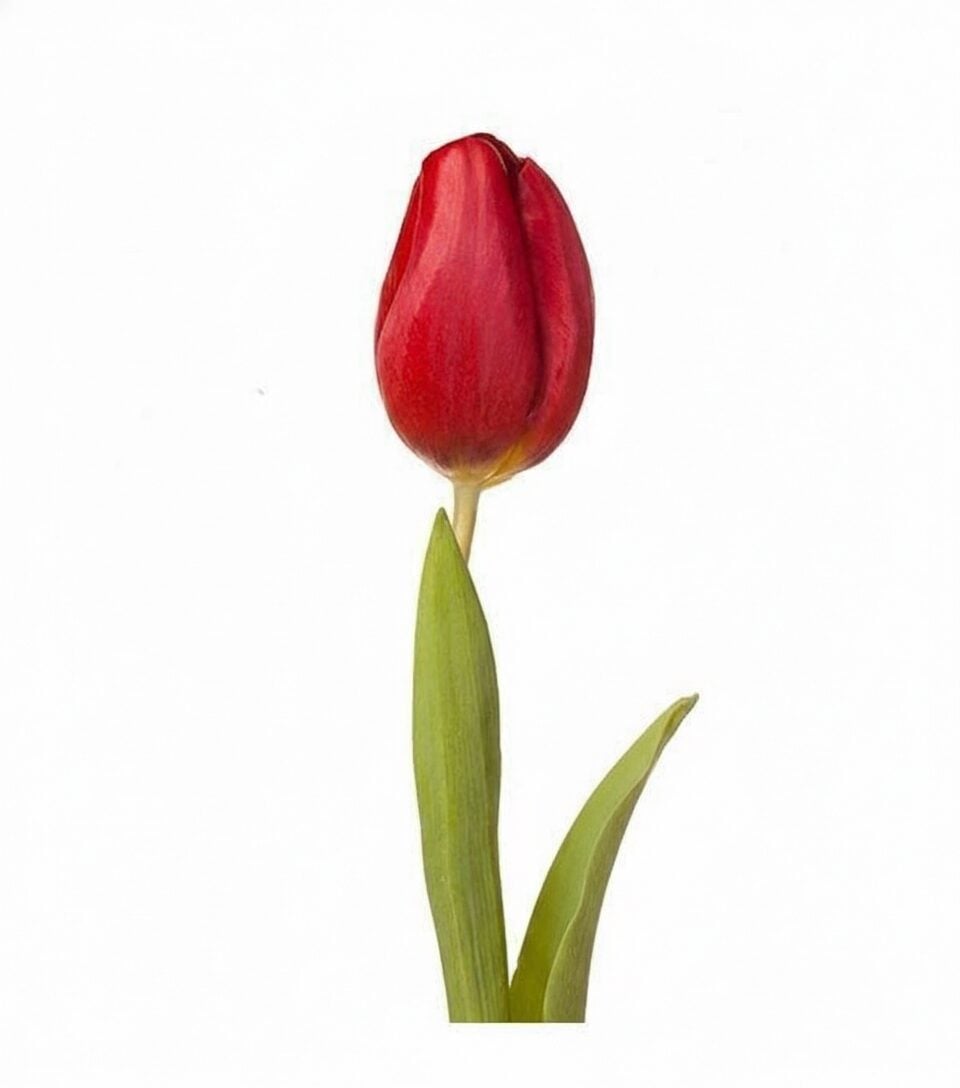 Red tulip