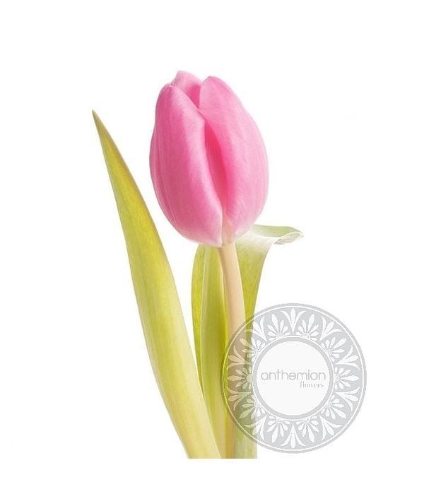 Pink tulip