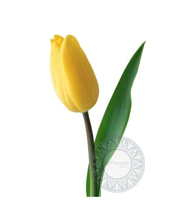 Yellow tulip