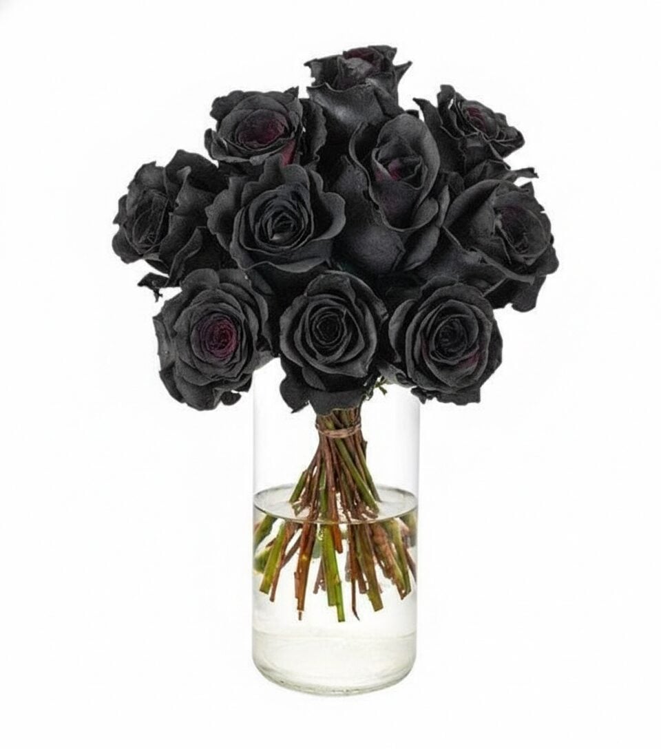 Bouquet of 10 black roses