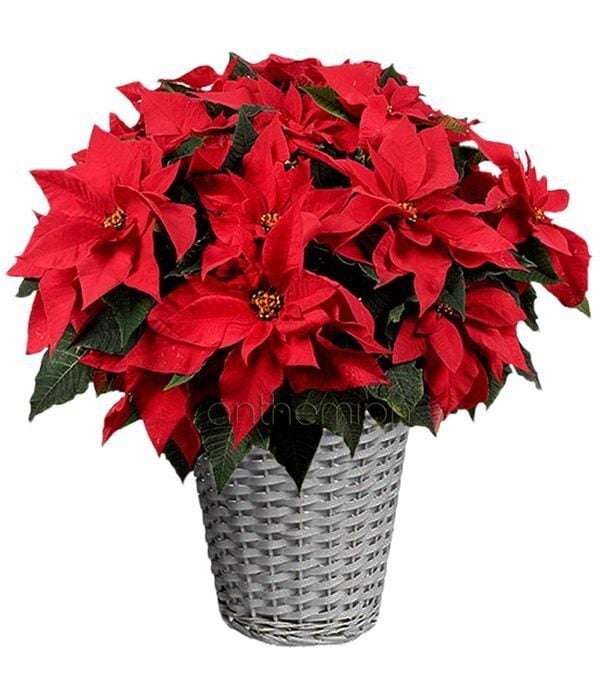 Large Poinsettia In Basket