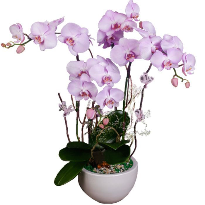 Pink Phalaenopsis Orchid Arrangement