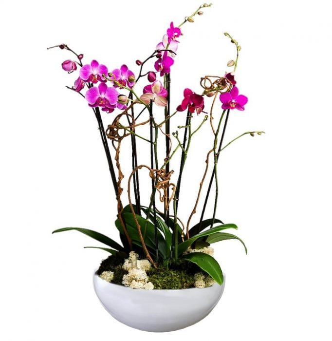 Arrangement With Fuchsia Phalaenopsis Orchids