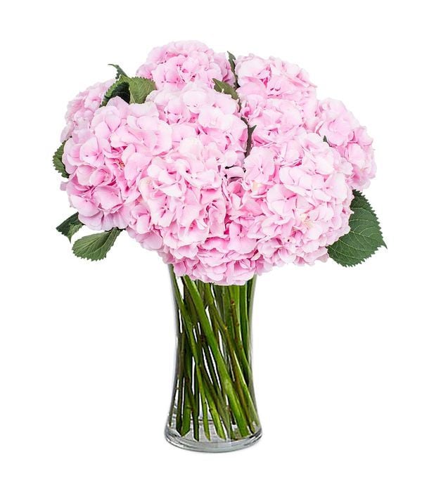 Milena with pink hydrangeas