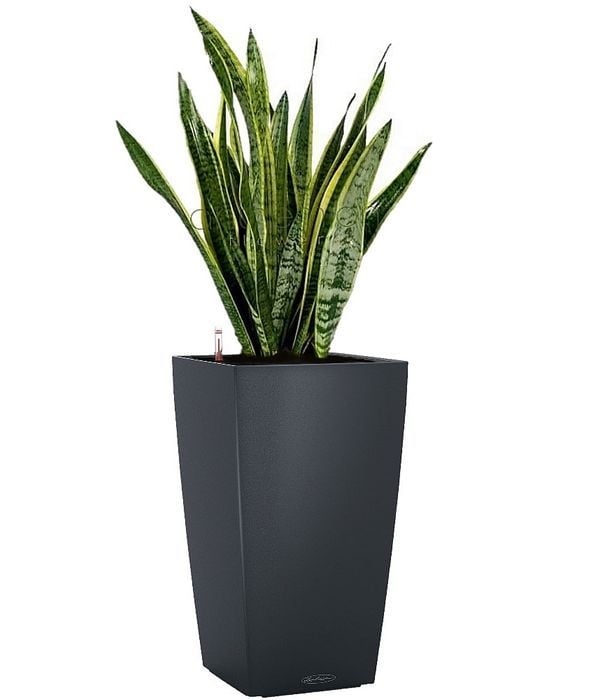 Sansevieria in dark grey self watering pot
