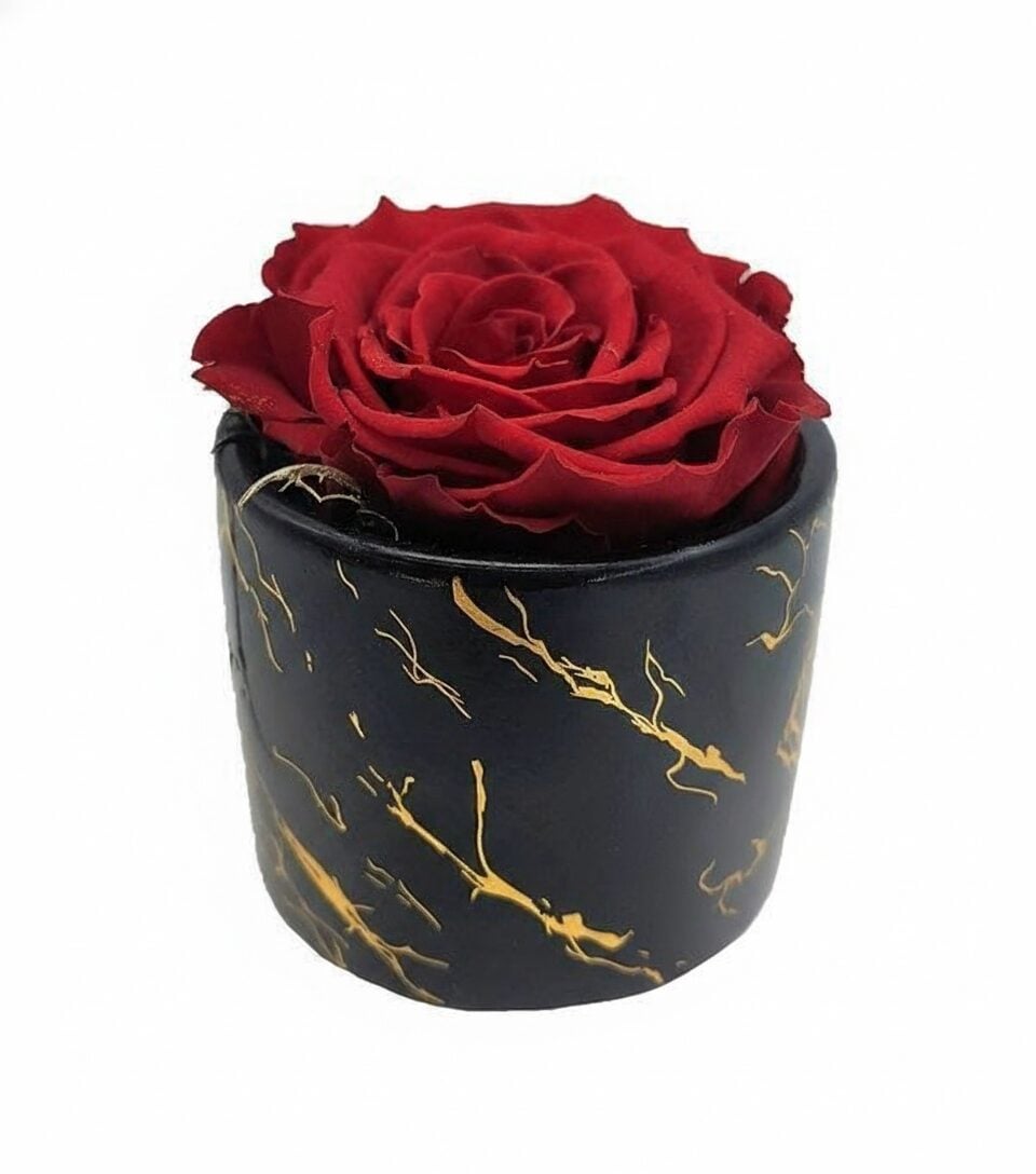 Red Forever rose in ceramic pot