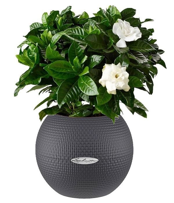 Mini Gardenia in self watering ball (choose pot color)