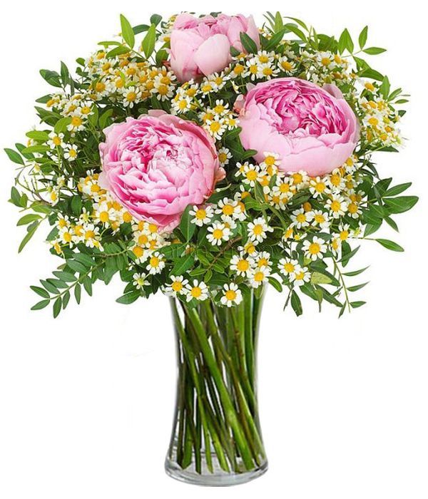Peonies and chamomile (Basic)