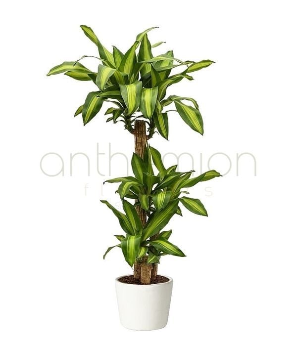 Dracaena massangeana fragrans (3 trunks)