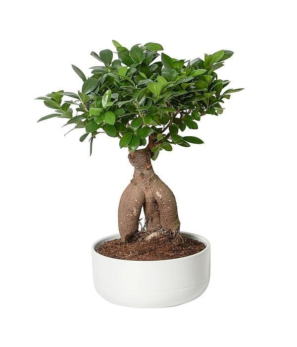 Elegant bonsai