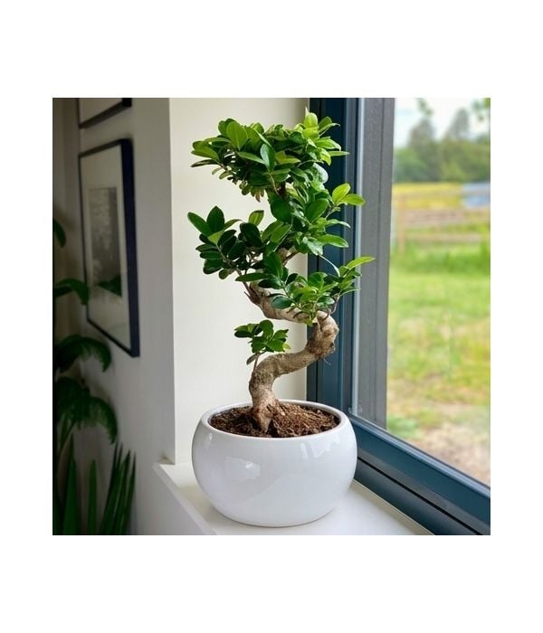 Bonsai in S shape in ceramic pot