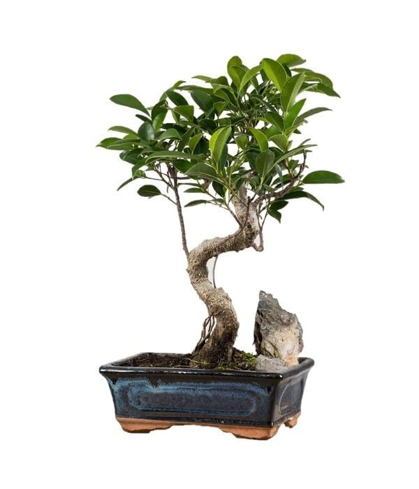 Mini bonsai