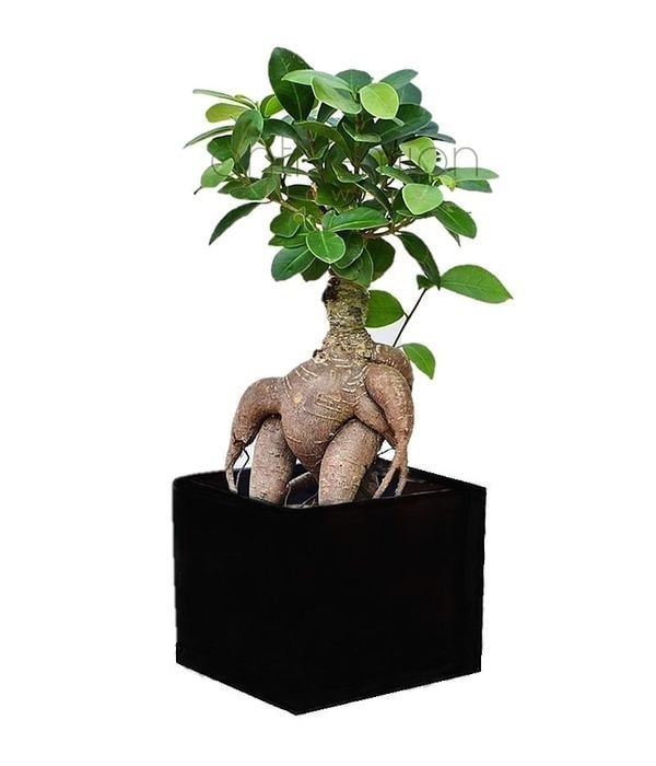Mini Bonsai in black cube