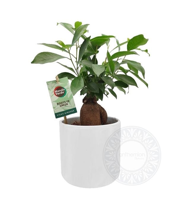 Mini bonsai ficus ginseng