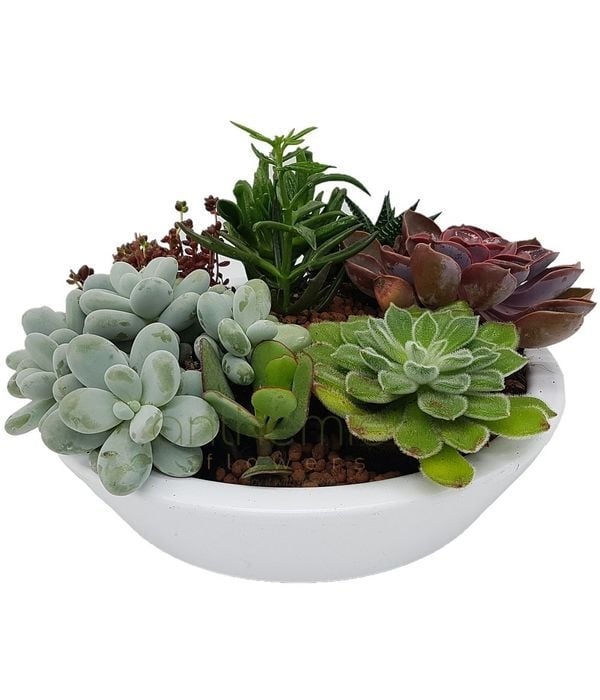Classic Succulents