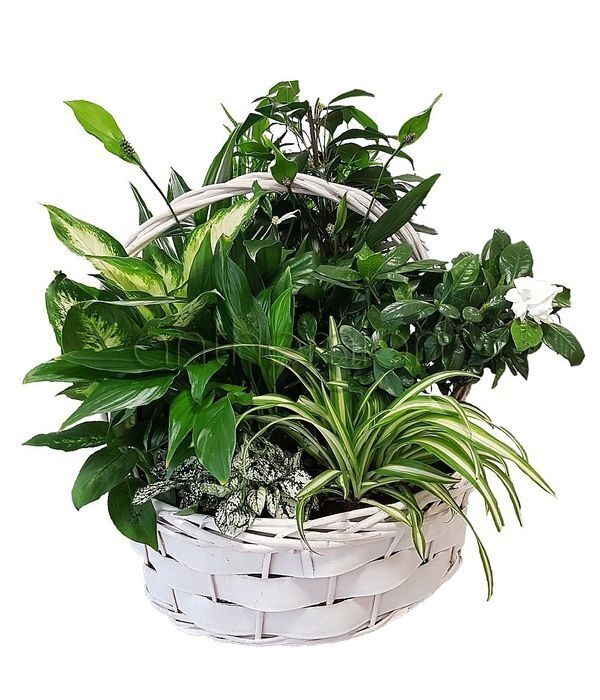 Basket of flowering and green plants
