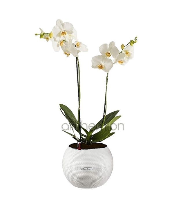 White orchid phalaenopsis in self watering pot