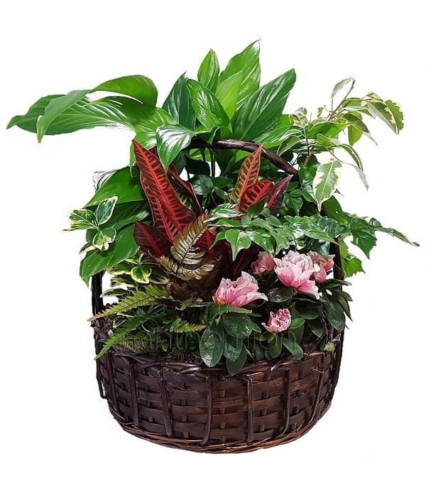 Plant arrangement in basket gift