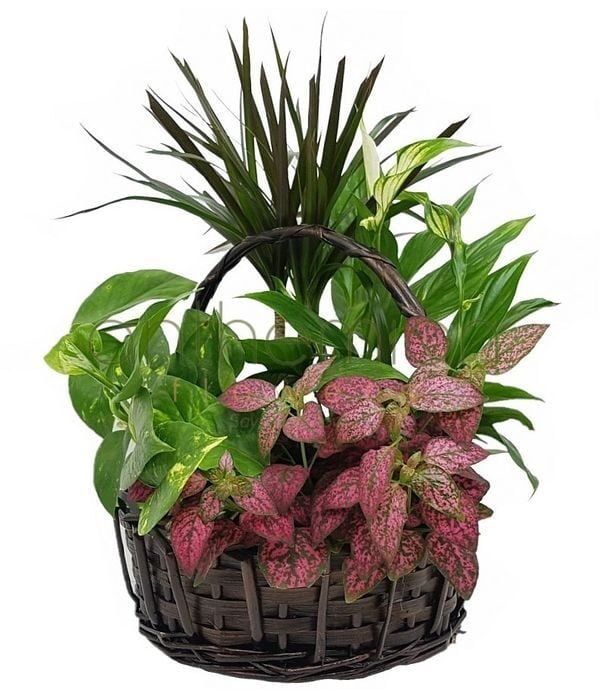 Basket filled with green plants