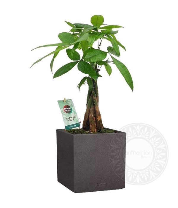 Cute pachira in self watering pot