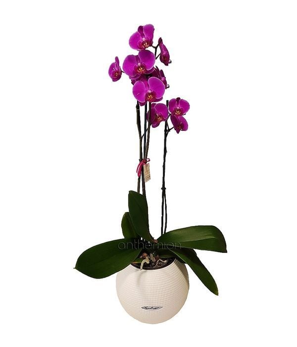 Orchid plant in self watering pot