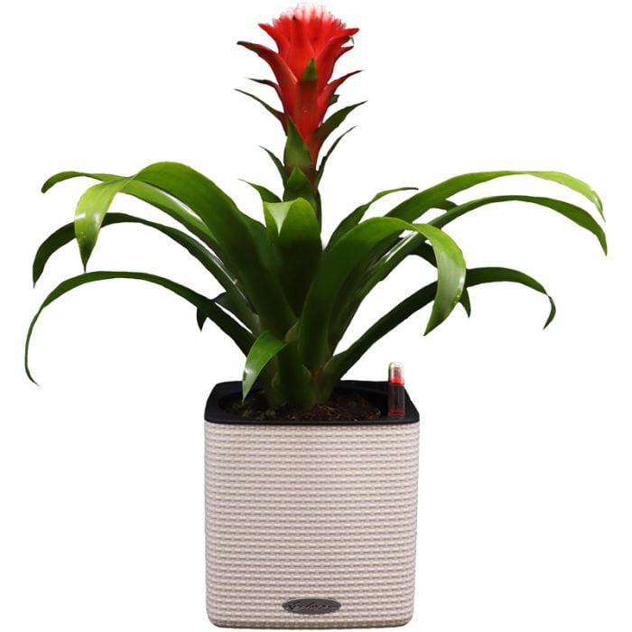 Bromelia Plant In Self Watering Pot