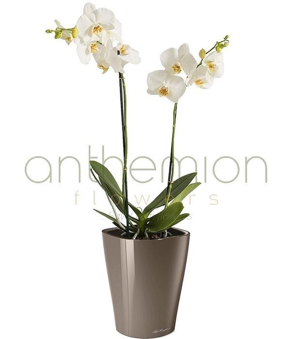 Orchid in self watering pot