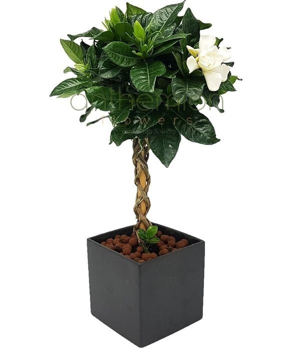 Gardenia tree in ceramic cube
