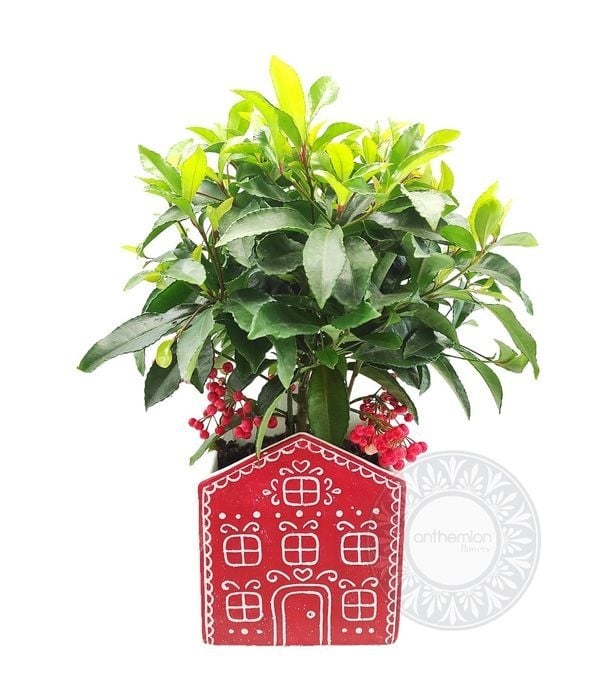 Ardisia Plant