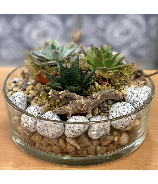 Succulents in a glass bowl with pebbles